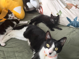 3 little kittens