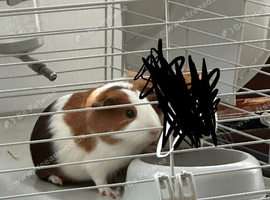 Guinea Pig with Cage