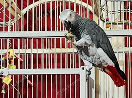 Tame African grey Glasgow