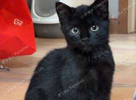 Kitten looking for a good home
