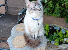 Ragdoll male for sale.