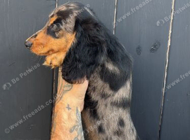 KC registered long-haired miniature dachshund