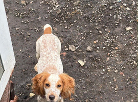 Girl cocker spaniel 1 year old