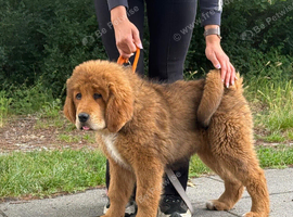 Tibetan mastiff puppy