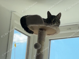 Cat for rehome asap