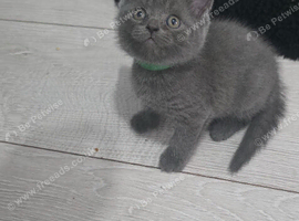 Cute British shorthair kittens