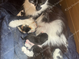 Kittens Available in 6 Weeks