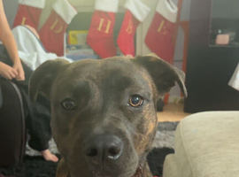 Rottweiler X staffie