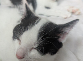 Kittens 1 girl