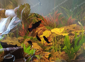 Tropical black mollies perfect health