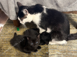 Kitten