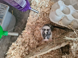 2 X FEMALE GERBILS WITH BUCASTATE CAGE