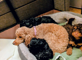 Toy poodle puppies KC registered