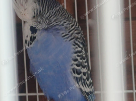 Budgie