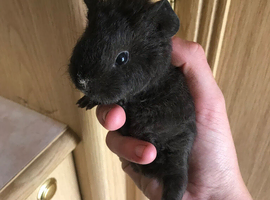 Baby male chocolate teddy guinea pig