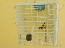 Female goldfinch