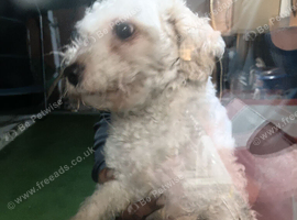 Female bichon frise