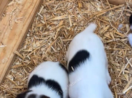 2 very well bred puppies