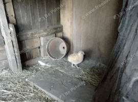 Organic and fertile Japanese Coyturnix Quail eggs