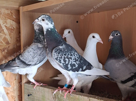 Adult racing pigeons