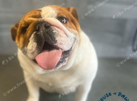 Stunning 4 year old English bulldog