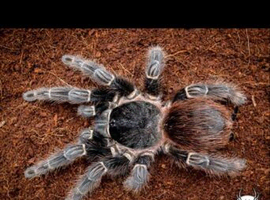 Tarantulas