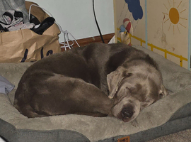 Male labrador