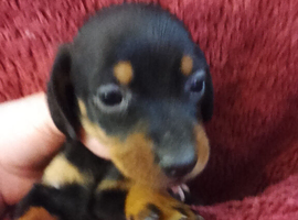 Miniature dachshund puppy's for sale