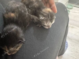 URGENT! 10 weeks bengal x british shorthair