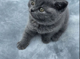 Lovely British shorthair kittens