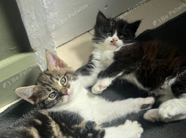 Two adorable kittens, one male, one female.