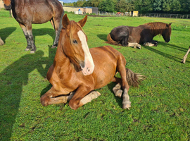 Welsh X mare