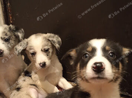 Traditional and Merle Border Collie Puppies