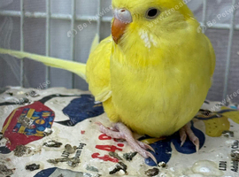 Lutino baby budgie