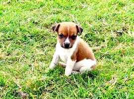 Jack Russell