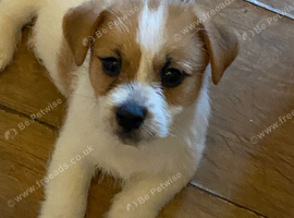 Last boy Jack Russell x