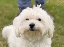 Bichon Maltese Girl