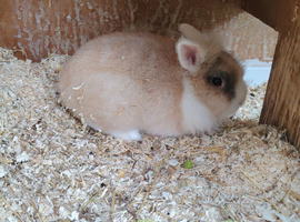 Beautiful rabbit