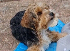 Male Yorkshire Terrier