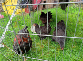 Female Pekin Bantams