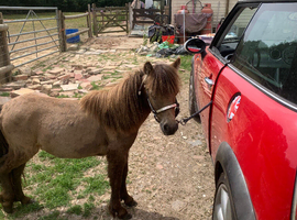 Pretty buckskin Shetland