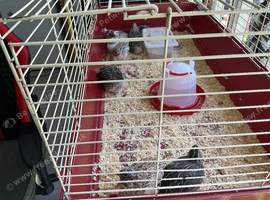Jumbo quail