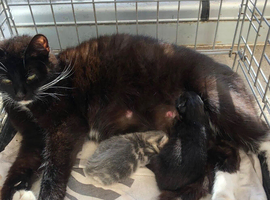 3 male kittens