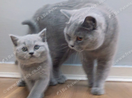 Gorgeous British Shorthair Kittens