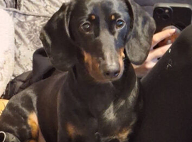 2 dachshunds 1 boy and 1 girl