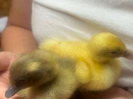 Runner ducklings