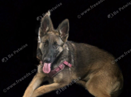 Belgium Malinois girl 6 month old