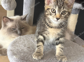 Ragdoll x kittens