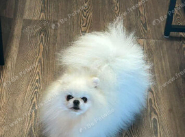 Beautiful ice white boy