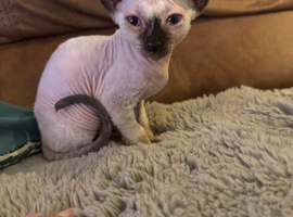 Bambino Sphinx